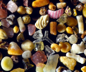 sand-grains-under-microscope-by-gary-greenberg-1